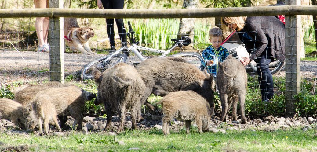 Frühling im Landsberger Wildpark